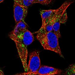NYAP1 Antibody, Novus Biologicals:Antibodies:Primary Antibodies
